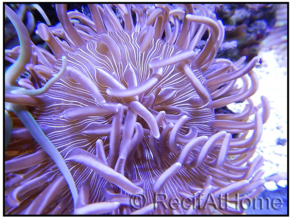 Heteractis aurora marbré blanche