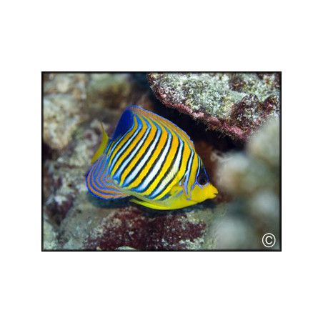 Pygoplites diacanthus