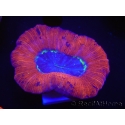 WYSIWYG Trachyphyllia geoffroyi D1 (4.5 cm)