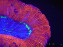 WYSIWYG Trachyphyllia geoffroyi D1 (4.5 cm)