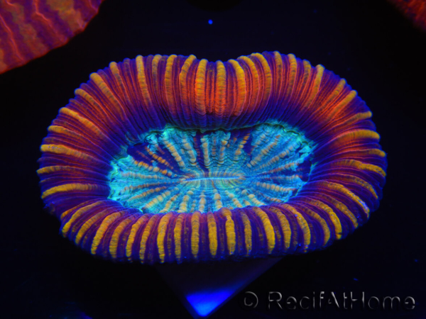 WYSIWYG Trachyphyllia geoffreyi Lavender D3 (4 cm)