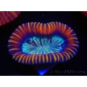 WYSIWYG Trachyphyllia geoffreyi Lavender D3 (4 cm)