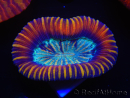 WYSIWYG Trachyphyllia geoffreyi Lavender D3 (4 cm)