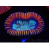 WYSIWYG Trachyphyllia geoffreyi Lavender D3 (4 cm)