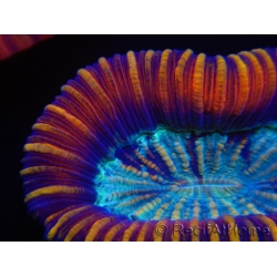 WYSIWYG Trachyphyllia geoffreyi Lavender D3 (4 cm)