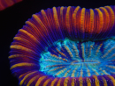 WYSIWYG Trachyphyllia geoffreyi Lavender D3 (4 cm)