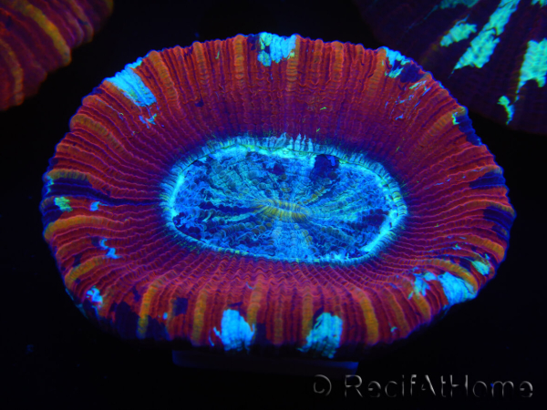 WYSIWYG Trachyphyllia geoffroyi D4 (3.5 cm)