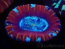 WYSIWYG Trachyphyllia geoffroyi D4 (3.5 cm)