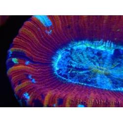 WYSIWYG Trachyphyllia geoffroyi D4 (3.5 cm)