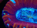 WYSIWYG Trachyphyllia geoffroyi D4 (3.5 cm)