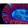WYSIWYG Trachyphyllia geoffroyi D4 (3.5 cm)