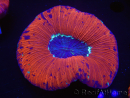 WYSIWYG Trachyphyllia geoffroyi D6 (5.5 cm)