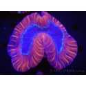 WYSIWYG Trachyphyllia geoffroyi F3 (5.5 cm)
