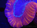 WYSIWYG Trachyphyllia geoffroyi F3 (5.5 cm)