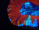 WYSIWYG Trachyphyllia geoffroyi I1 (7.5 cm)