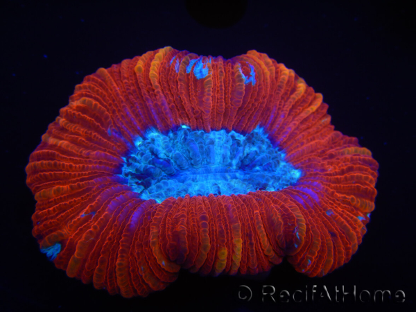 WYSIWYG Trachyphyllia geoffroyi I2 (7.5 cm)