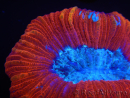 WYSIWYG Trachyphyllia geoffroyi I2 (7.5 cm)