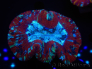 WYSIWYG Trachyphyllia geoffroyi I3 (7.5 cm)