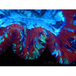 WYSIWYG Trachyphyllia geoffroyi I3 (7.5 cm)