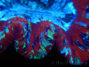 WYSIWYG Trachyphyllia geoffroyi I3 (7.5 cm)