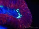 WYSIWYG Trachyphyllia geoffroyi I4 (7.5 cm)