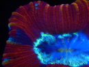 WYSIWYG Trachyphyllia geoffroyi I5 (7.5 cm)