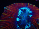 WYSIWYG Trachyphyllia geoffroyi J1 (7.5 cm)