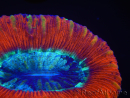 WYSIWYG Trachyphyllia geoffroyi J2 (7.5 cm)