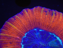 WYSIWYG Trachyphyllia geoffroyi J3 (7.5 cm)