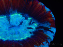 WYSIWYG Trachyphyllia geoffroyi J4 (7.5 cm)