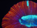 WYSIWYG Trachyphyllia geoffroyi J5 (7.5 cm)