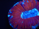 WYSIWYG Trachyphyllia geoffroyi K1 (7.5 cm)