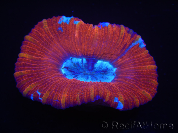 WYSIWYG Trachyphyllia geoffroyi K2 (7.5 cm)