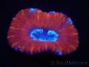 WYSIWYG Trachyphyllia geoffroyi K2 (7.5 cm)