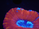 WYSIWYG Trachyphyllia geoffroyi K2 (7.5 cm)