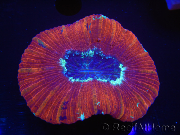 WYSIWYG Trachyphyllia geoffroyi K3 (7.5 cm)