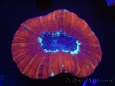 WYSIWYG Trachyphyllia geoffroyi K3 (7.5 cm)