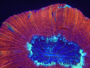 WYSIWYG Trachyphyllia geoffroyi K3 (7.5 cm)