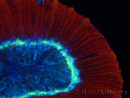 WYSIWYG Trachyphyllia geoffroyi K4 (7.5 cm)