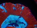 WYSIWYG Trachyphyllia geoffroyi K5 (7.5 cm)
