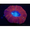 WYSIWYG Trachyphyllia geoffroyi L1 (7.5 cm)