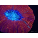 WYSIWYG Trachyphyllia geoffroyi L1 (7.5 cm)