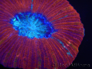 WYSIWYG Trachyphyllia geoffroyi L1 (7.5 cm)