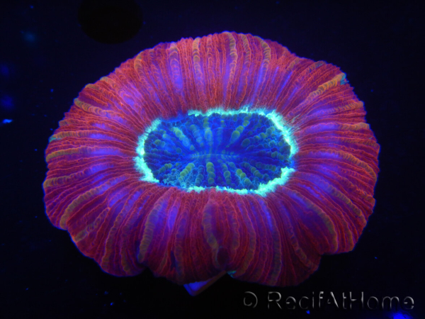WYSIWYG Trachyphyllia geoffroyi L4 (7.5 cm)