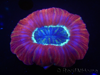 WYSIWYG Trachyphyllia geoffroyi L4 (7.5 cm)