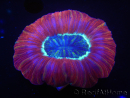 WYSIWYG Trachyphyllia geoffroyi L4 (7.5 cm)