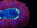 WYSIWYG Trachyphyllia geoffroyi L4 (7.5 cm)