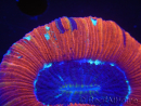 WYSIWYG Trachyphyllia geoffroyi L3 (7.5 cm)