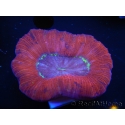 WYSIWYG Trachyphyllia geoffroyi D1 (4.5 cm)