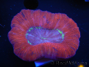 WYSIWYG Trachyphyllia geoffroyi D1 (4.5 cm)
